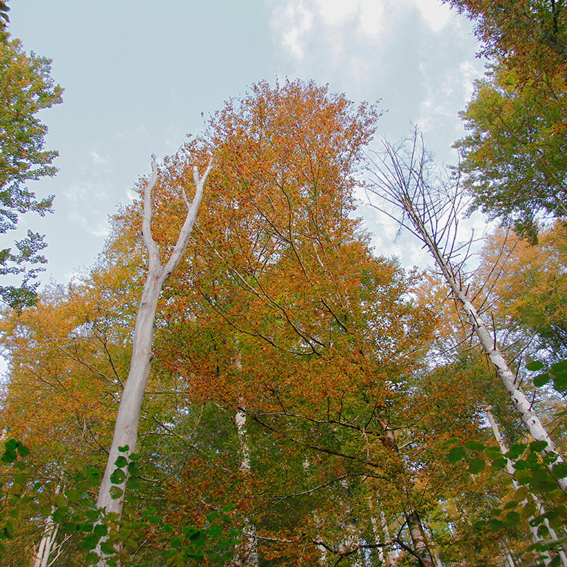 Thumbnail Image 1